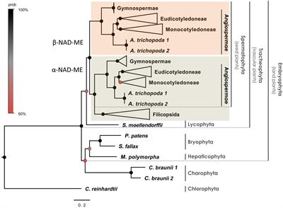 Independent Recruitment of Duplicated β-Subunit-Coding NAD-ME Genes Aided the Evolution of C4 Photosynthesis in Cleomaceae